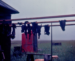 Fish drying at Barrow, Alaska 1967