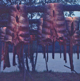 Salmon drying closeup Alaska 1967