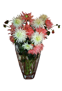 White Peach Dahlia Bouquet