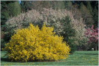 Forsythia