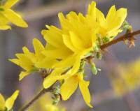 Forsythia flowers