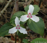 painted trillium