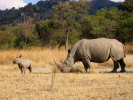 White rhino grazing