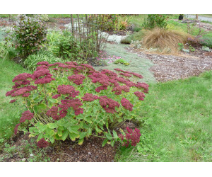 Winterhaven Plant Slideshow