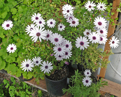 African Daisy