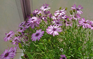 African Daisy