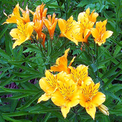 Peruvian Lily (Alstromeria)