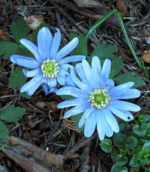 Anemone blanda