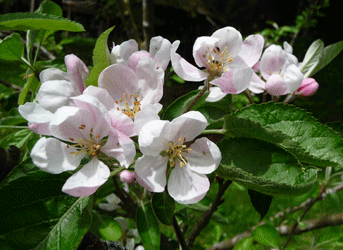 Apple blossoms