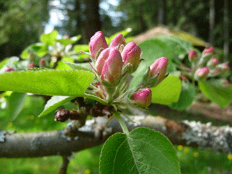 Apple buds