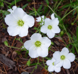 Sandwort (Arneria montana Avalanche)