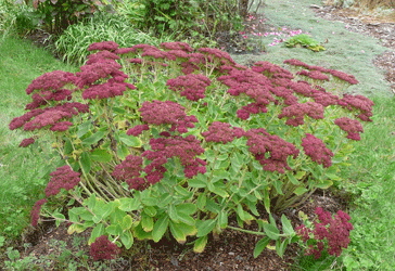 Sedum Autumn Joy