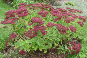 Sedum Autumn Joy