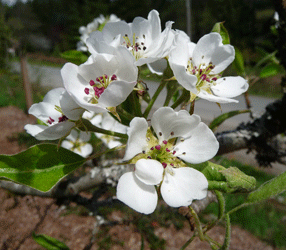 Bartlett Pear Flowers