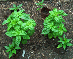 Basil and red peppers in the greenhouse