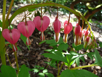 Bleeding Heart