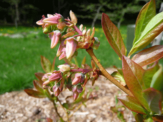 Blueberry flowers