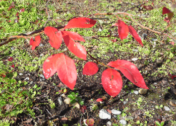 Blueberry fall color