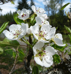 Bosc Pear