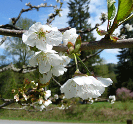 cherry blossoms