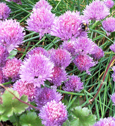 Chives flowers