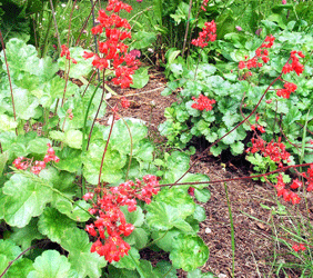 Coral Bells Bessingham mix