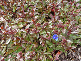 Creeping Veronica