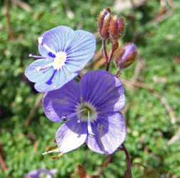 Creeping Veronica