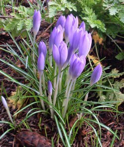 Snow Crocuses