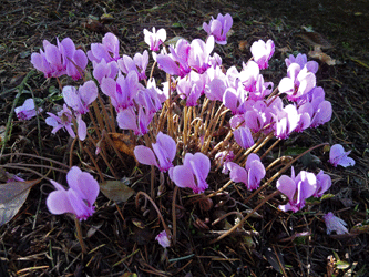 Cyclamen hederifolium