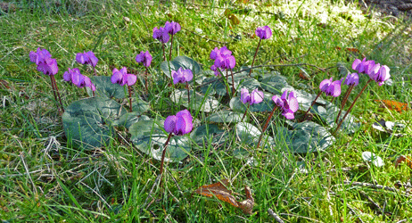 Cyclamen coum