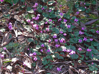 Clump of cyclamen coum