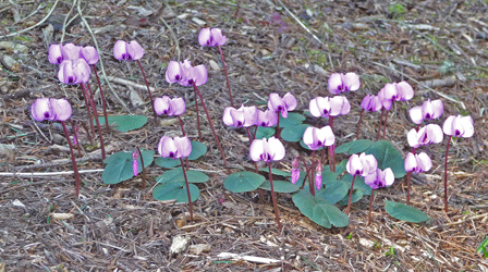 Cyclamen coum