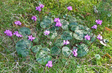 Cyclamen coum in grass