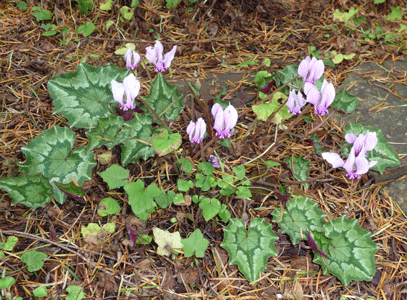 Cyclamen hederafolia with leaves and flowers