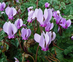 Cyclamen hederifolium