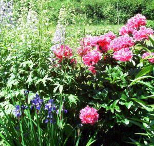 Delphinum and peonies