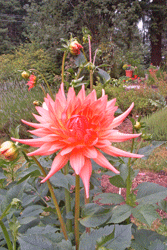 Peach spider dahlia