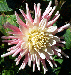 Spider pink dahlia