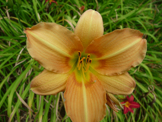 Orange Daylily