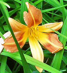 Daylily