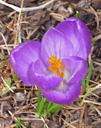 Purple Snow Crocus