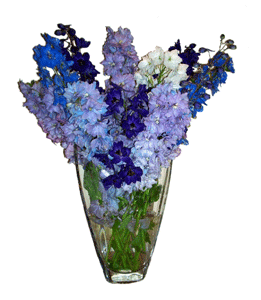 Delphinum bouquet