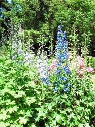 Delphiniums