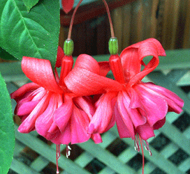 Red double fuchsia flowers