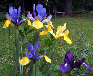 Dutch Iris