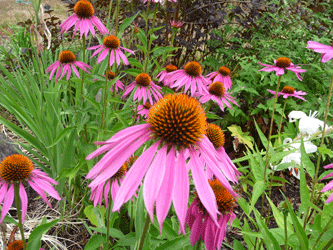 Echinacea