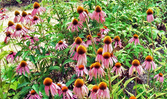 Echinacea