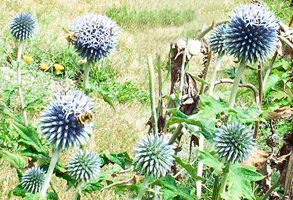 Globe Thistle (Echinops)