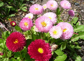 English Daisies